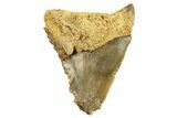 Bargain, Juvenile Fossil Megalodon Tooth From Angola - Unusual Location #258564-1